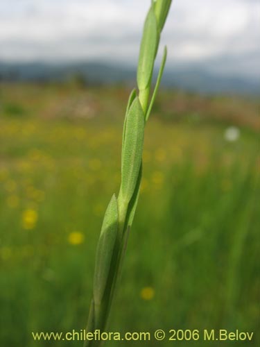 Image of Linum bienne (Lino silvestre). Click to enlarge parts of image.