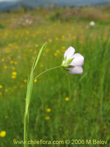 Bild von Linum bienne (Lino silvestre). Klicken Sie, um den Ausschnitt zu vergrössern.