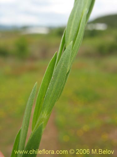 Linum bienneの写真