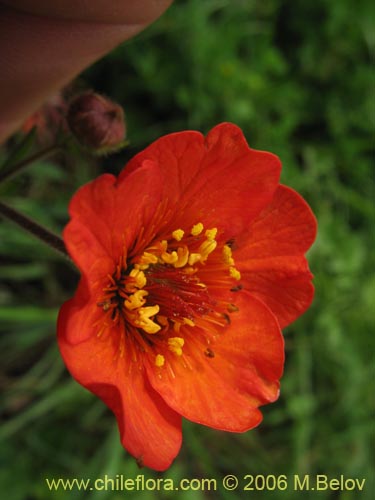 Фотография Geum magellanicum (Hierba del clavo). Щелкните, чтобы увеличить вырез.