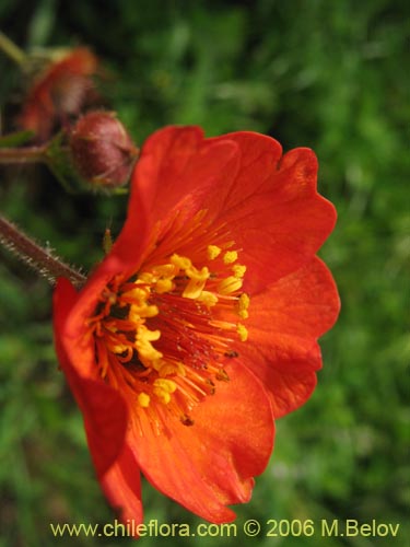 Image of Geum magellanicum (Hierba del clavo). Click to enlarge parts of image.