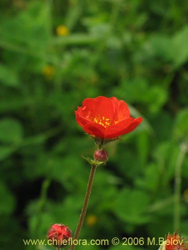 Image of Geum magellanicum (Hierba del clavo). Click to enlarge parts of image.