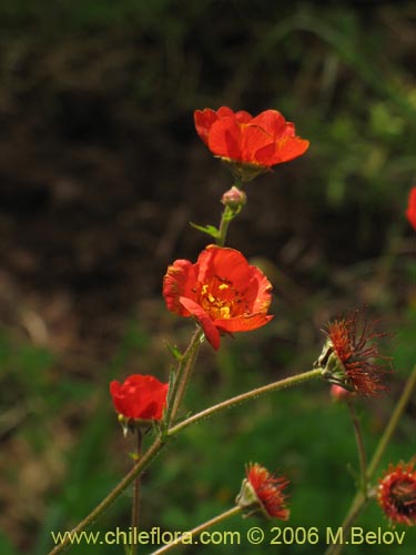 Image of Geum magellanicum (Hierba del clavo). Click to enlarge parts of image.