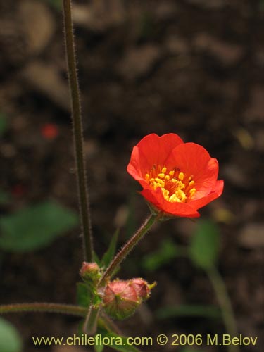 Image of Geum magellanicum (Hierba del clavo). Click to enlarge parts of image.