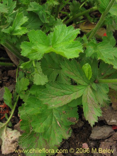 Image of Geum magellanicum (Hierba del clavo). Click to enlarge parts of image.