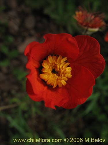 Image of Geum magellanicum (Hierba del clavo). Click to enlarge parts of image.