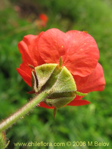 Image of Geum magellanicum (Hierba del clavo). Click to enlarge parts of image.