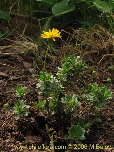 Haplopappus sp. #1532の写真