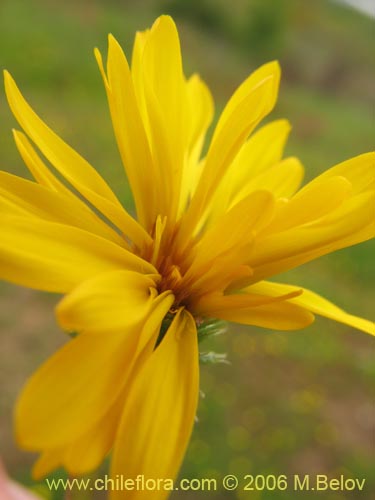 Image of Haplopappus sp. #1532 (). Click to enlarge parts of image.