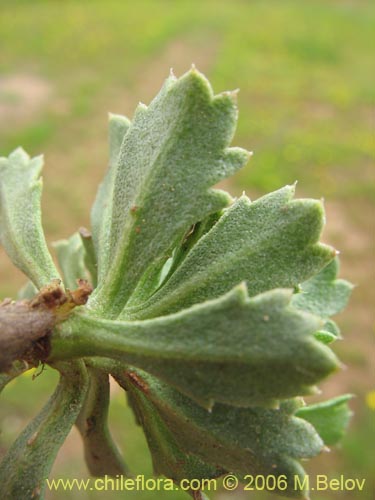 Bild von Haplopappus sp. #1532 (). Klicken Sie, um den Ausschnitt zu vergrössern.