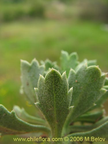 Imágen de Haplopappus sp. #1532 (). Haga un clic para aumentar parte de imágen.