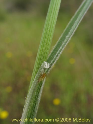 Imágen de Melica sp. #1533 (). Haga un clic para aumentar parte de imágen.