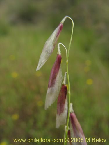 Imágen de Melica sp. #1533 (). Haga un clic para aumentar parte de imágen.