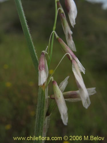 Image of Melica sp. #1533 (). Click to enlarge parts of image.