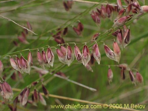 Bild von Melica sp. #1533 (). Klicken Sie, um den Ausschnitt zu vergrössern.