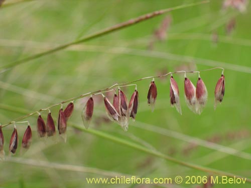 Image of Melica sp. #1533 (). Click to enlarge parts of image.