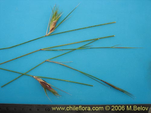 Poaceae sp. #1898的照片