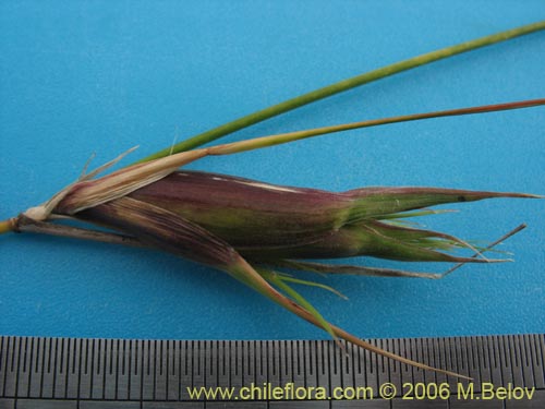 Poaceae sp. #1898의 사진