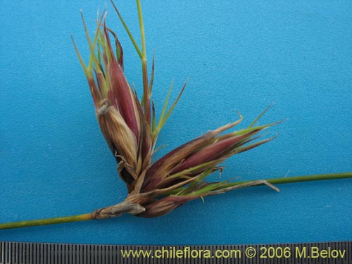 Image of Poaceae sp. #1898 (). Click to enlarge parts of image.