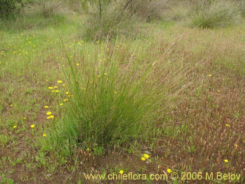 Poaceae sp. #1898の写真