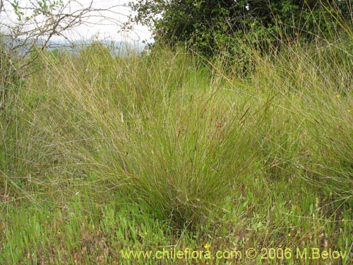 Imágen de Poaceae sp. #1898 (). Haga un clic para aumentar parte de imágen.