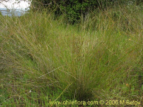 Imágen de Poaceae sp. #1898 (). Haga un clic para aumentar parte de imágen.