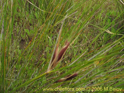 Imágen de Poaceae sp. #1898 (). Haga un clic para aumentar parte de imágen.