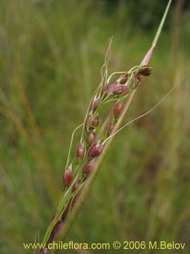 Poaceae sp. #1898の写真