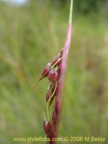 Imágen de Poaceae sp. #1898 (). Haga un clic para aumentar parte de imágen.