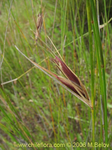 Poaceae sp. #1898の写真