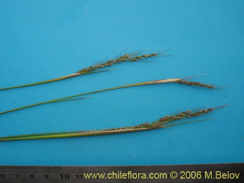 Poaceae sp. #1898の写真