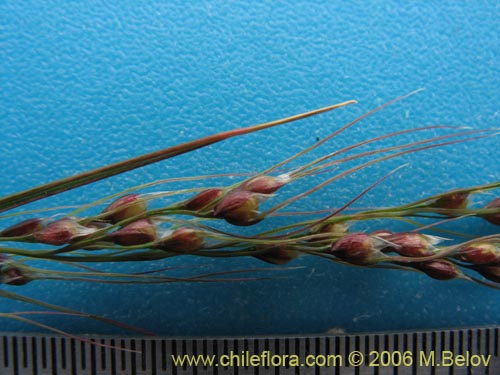 Poaceae sp. #1898의 사진