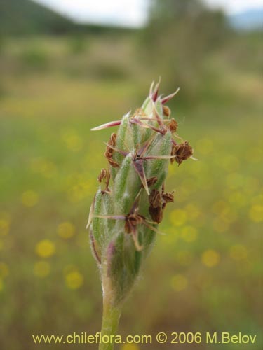 Bild von Poaceae sp. #1867 (). Klicken Sie, um den Ausschnitt zu vergrössern.