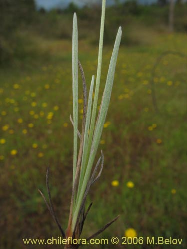 Bild von Poaceae sp. #1867 (). Klicken Sie, um den Ausschnitt zu vergrössern.