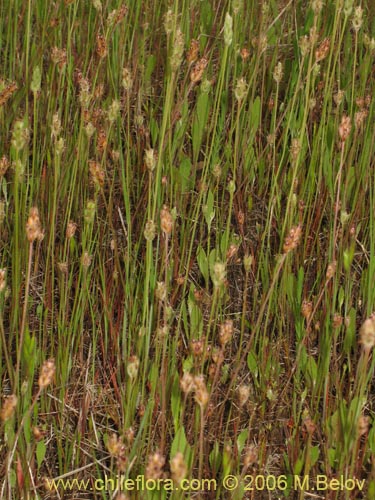 Poaceae sp. #1867の写真