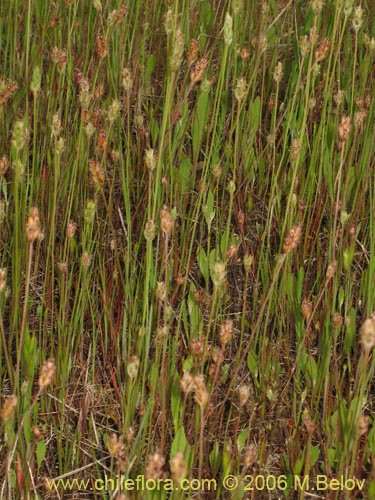 Image of Poaceae sp. #1867 (). Click to enlarge parts of image.