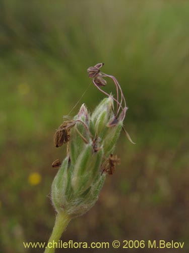 Poaceae sp. #1867의 사진