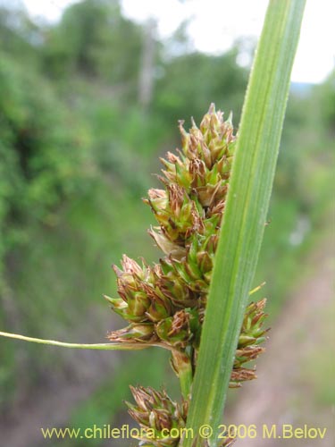 Imágen de Carex sp.   #1861 (). Haga un clic para aumentar parte de imágen.
