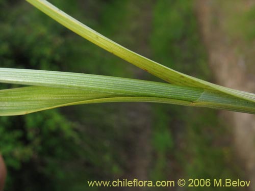 Carex sp.   #1861の写真