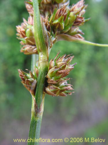 Bild von Carex sp.   #1861 (). Klicken Sie, um den Ausschnitt zu vergrössern.