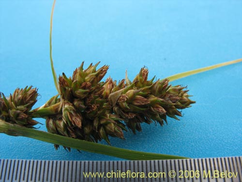 Imágen de Carex sp.   #1861 (). Haga un clic para aumentar parte de imágen.