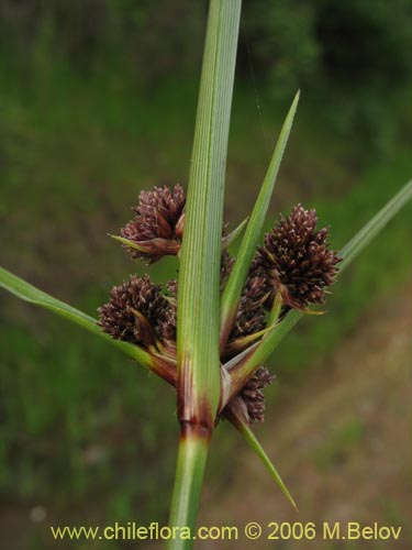 Carex sp.   #1531의 사진