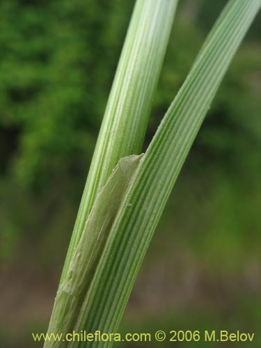 Image of Carex sp. #1531 (). Click to enlarge parts of image.