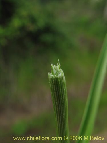 Carex sp. #1531的照片