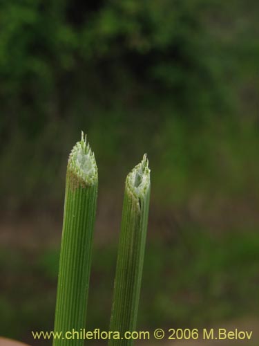 Carex sp. #1531の写真