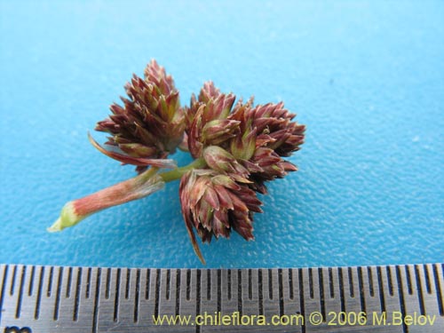 Bild von Carex sp.   #1531 (). Klicken Sie, um den Ausschnitt zu vergrössern.