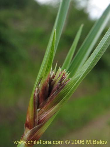 Carex sp.   #1531の写真