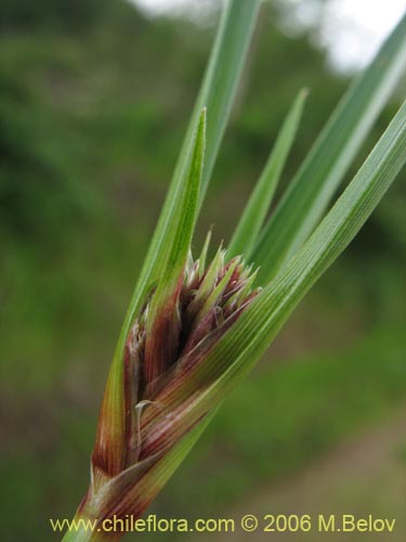 Carex sp. #1531の写真