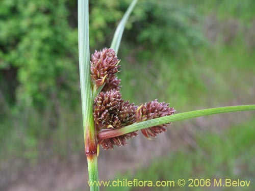 Carex sp. #1531の写真