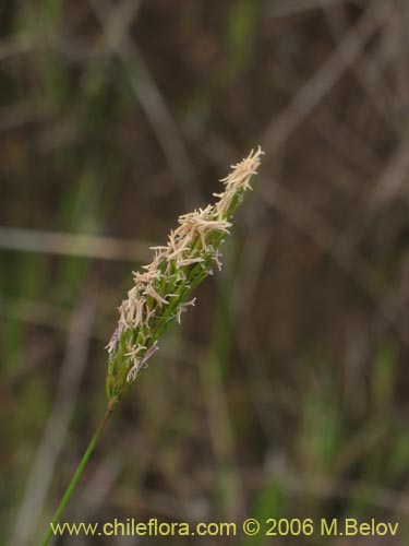 Anthoxanthum sp. #1862の写真